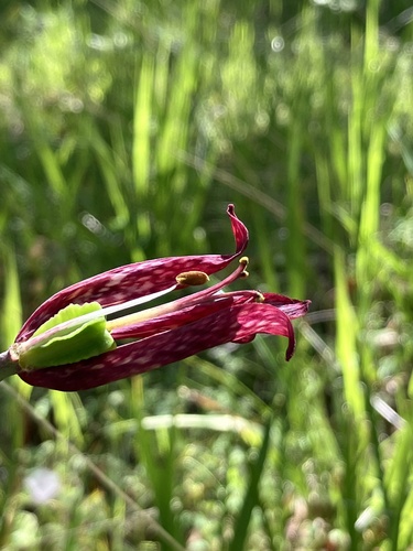 Image of Fritillaria gentneri by (c) Aaron Liston, some rights reserved (CC BY)