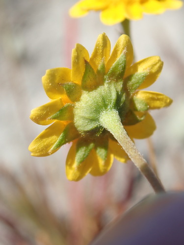 Image of Lasthenia conjugens by (c) Cricket Raspet, some rights reserved (CC BY)