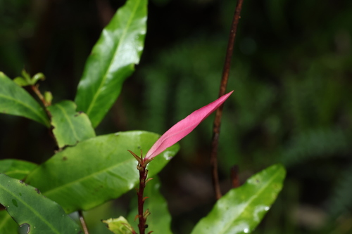 Image of Myrsine subsessilis by (c) Greg Tasney, some rights reserved (CC BY-SA)