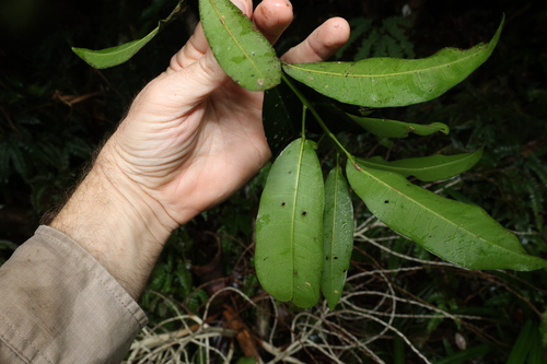 Image of Medicosma cunninghamii by (c) Greg Tasney, some rights reserved (CC BY-SA)