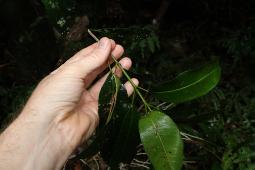 Image of Medicosma cunninghamii by (c) Greg Tasney, some rights reserved (CC BY-SA)