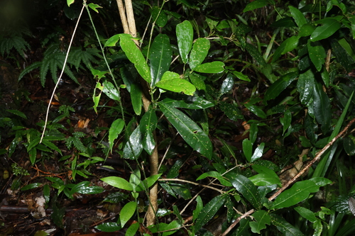 Medicosma cunninghamii, photograph 6