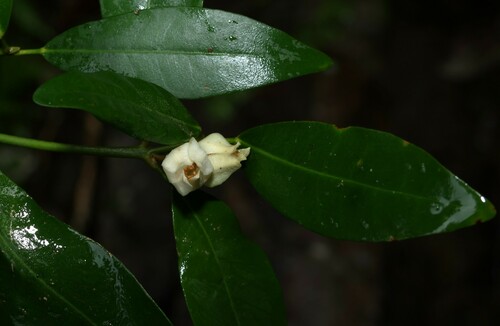 Medicosma cunninghamii, photograph 5