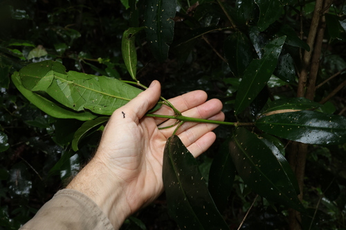 Image of Medicosma cunninghamii by (c) Greg Tasney, some rights reserved (CC BY-SA)