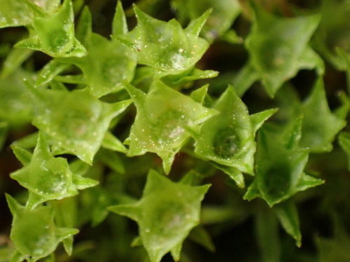 Image of Lesser Smoothcap (Atrichum angustatum) by (c) W Rao, some rights reserved (CC BY)