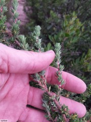 Cliffortia polygonifolia polygonifolia