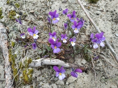 Viola tricolor curtisii