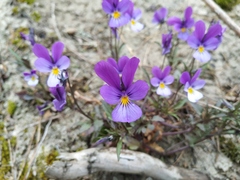 Viola tricolor curtisii