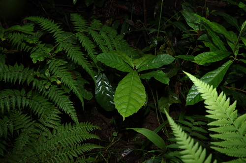 Image of Sloanea australis by (c) Greg Tasney, some rights reserved (CC BY-SA)