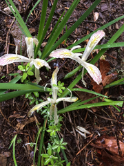 Iris chrysophylla
