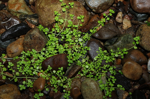 Image of Callitriche muelleri by (c) Greg Tasney, some rights reserved (CC BY-SA)