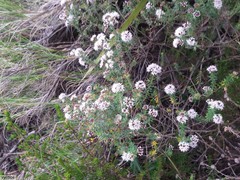 Agathosma lanceolata