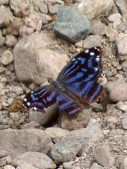 Myscelia ethusa ethusa