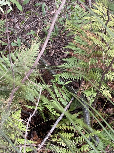 Diamond Python sighting