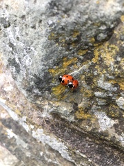 Coccinella septempunctata