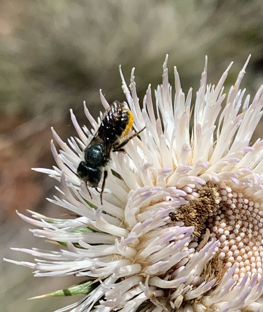 Texas Mason Bee