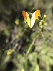 Anthocharis euphenoides