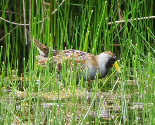 Polluela sora (Porzana carolina)