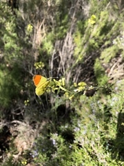 Anthocharis euphenoides