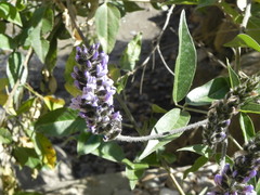 Otholobium pubescens