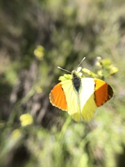 Anthocharis euphenoides