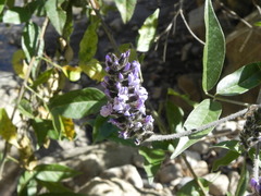 Otholobium pubescens