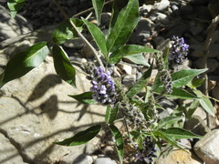 Otholobium pubescens