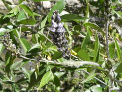 Otholobium pubescens