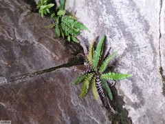 Blechnum punctulatum punctulatum