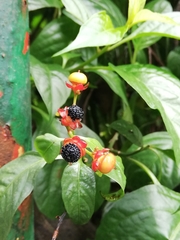 Pleuropetalum