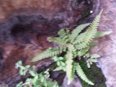 Blechnum punctulatum punctulatum