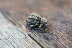 Brachycerus muricatus