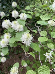Fothergilla ×intermedia