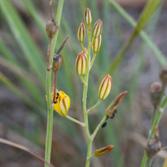 Bulbine favosa