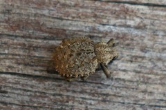 Brachycerus muricatus