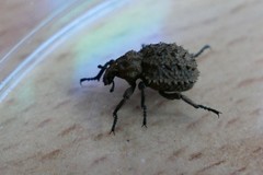 Brachycerus muricatus
