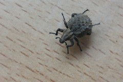 Brachycerus muricatus
