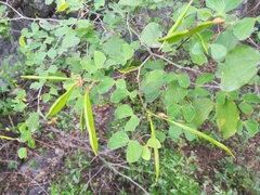 Bauhinia lunarioides