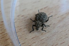 Brachycerus muricatus