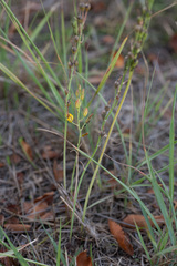 Bulbine favosa