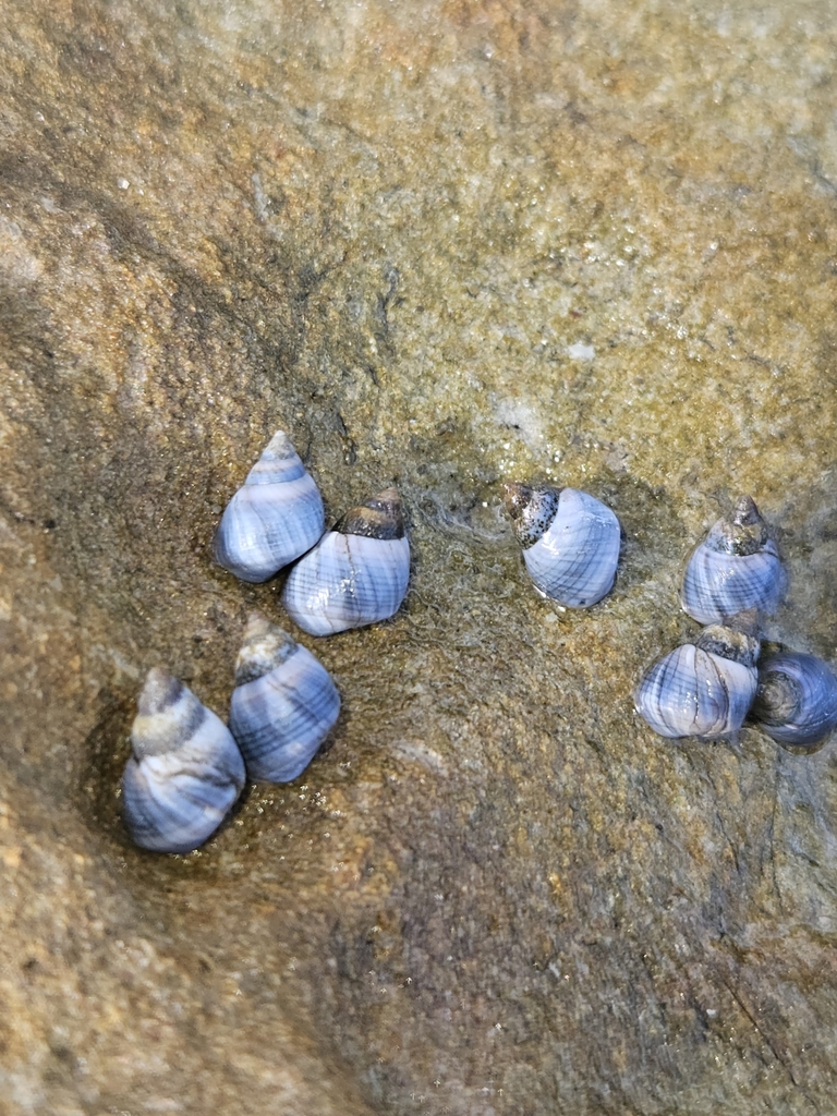 Little Blue Periwinkle from Terrigal NSW 2260, Australia on May 4, 2024 ...