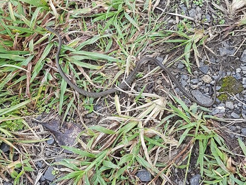 Common Tree Snake sighting