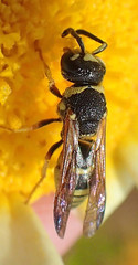 Euodynerus annulatus