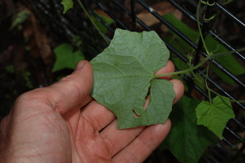 Image of Melothria Scabra (Melothria scabra) by (c) Greg Tasney, some rights reserved (CC BY-SA)