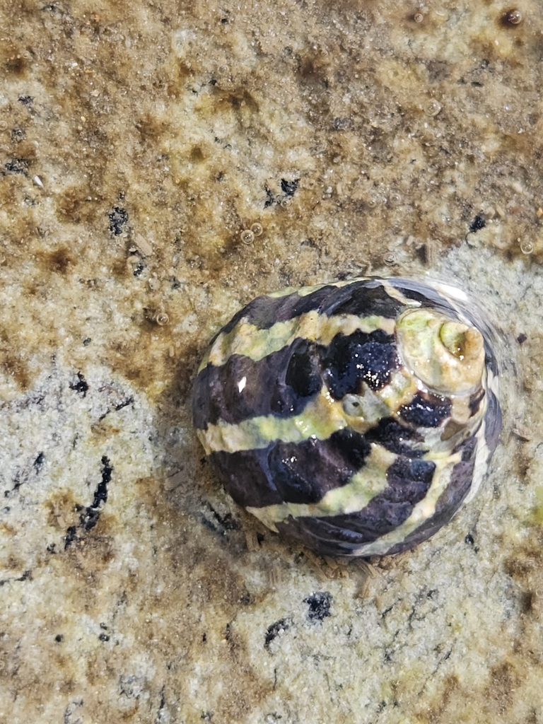 Zebra Top Snail from Terrigal NSW 2260, Australia on May 4, 2024 at 01: ...