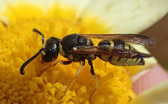 Euodynerus annulatus