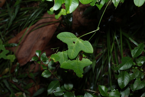 Image of Passiflora aurantia by (c) Greg Tasney, some rights reserved (CC BY-SA)
