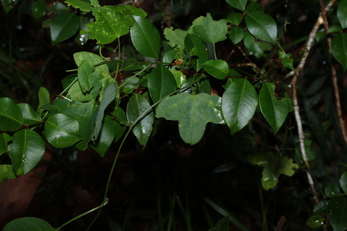 Image of Passiflora aurantia by (c) Greg Tasney, some rights reserved (CC BY-SA)