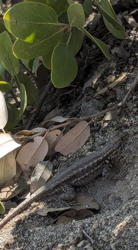 iNaturalist observation photo of Common Sagebrush Lizard