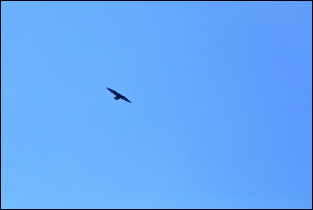 Zone-tailed Hawk from San Diego County, CA, USA on April 28, 2024 at 02 ...